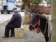 foire aux chevaux et aux ânes