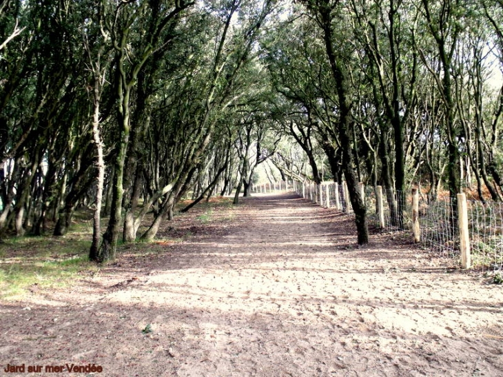 Foret de chènes verts  une chouette balade - Jard-sur-Mer