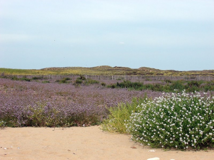 Flore de la pointe de L'Aiguillon - L'Aiguillon-sur-Mer