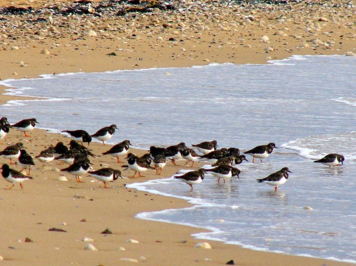 Huîtriers-pies à la pointe de L'Aiguillon - L'Aiguillon-sur-Mer