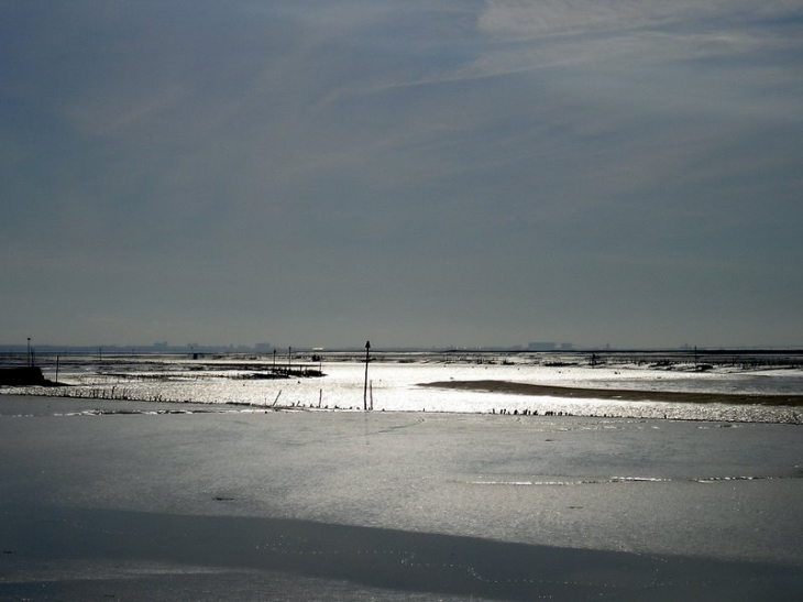 Bouchots... - L'Aiguillon-sur-Mer