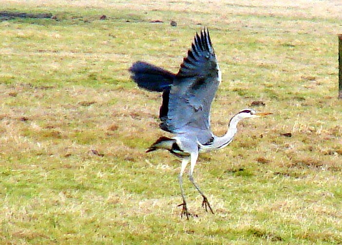 Héron cendré au bord du Lay - L'Aiguillon-sur-Mer