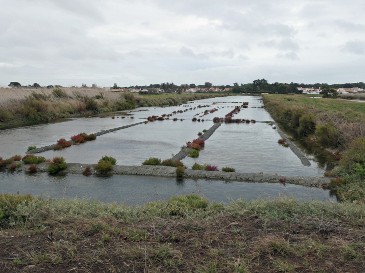 Les marais salants : oeillet - L'Épine