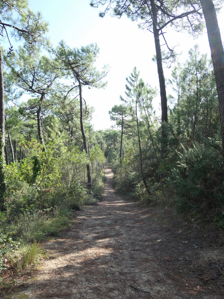 Le bois des Eloux - L'Épine