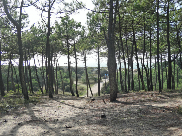 Le bois des Eloux - L'Épine