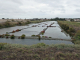 Photo suivante de L'Épine les marais salants : oeillet