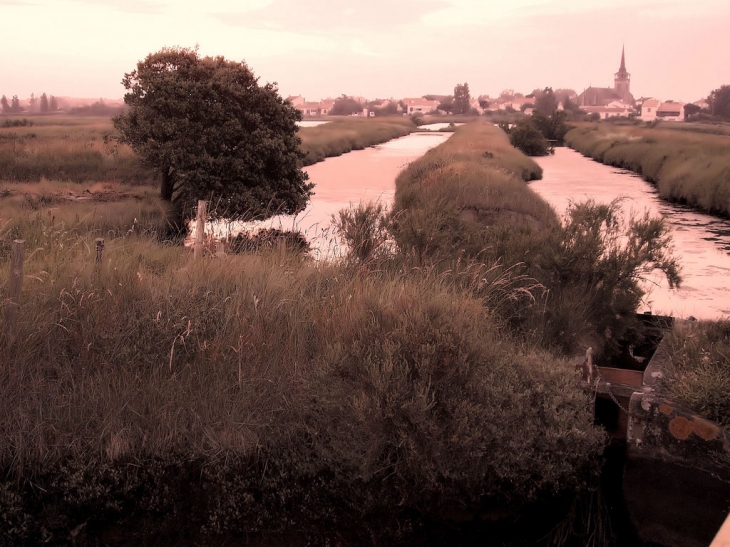 Marais - L'Île-d'Olonne