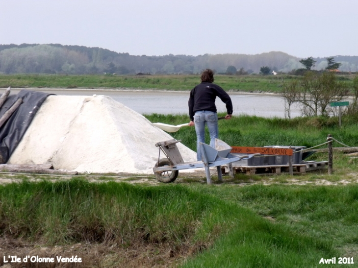 Saulnier près de son sel - L'Île-d'Olonne