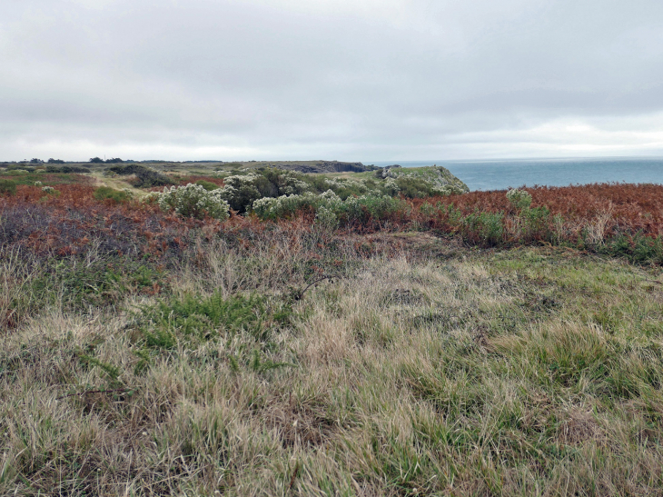 La côte sauvage : la pointe des degrés - L'Île-d'Yeu