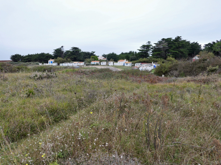 La côte sauvage : les Sabias - L'Île-d'Yeu