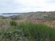 Photo précédente de L'Île-d'Yeu la côte sauvage : la pointe du Châtelet