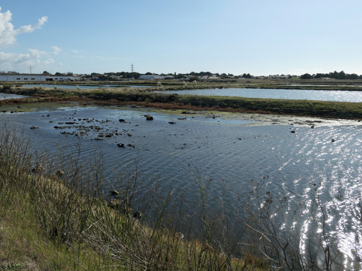 Les marais salants - La Guérinière