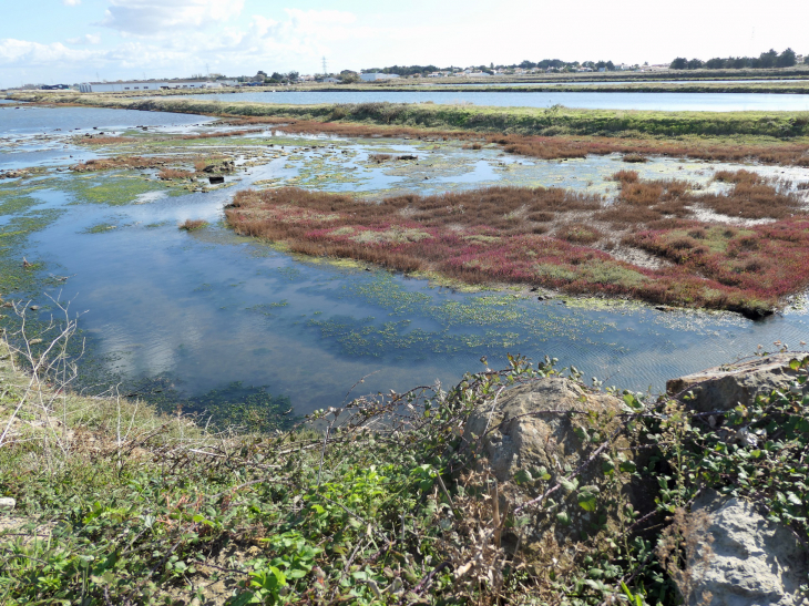 Les marais salants - La Guérinière