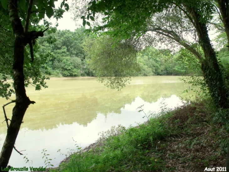 Balade en foret de Grasla - Les Brouzils