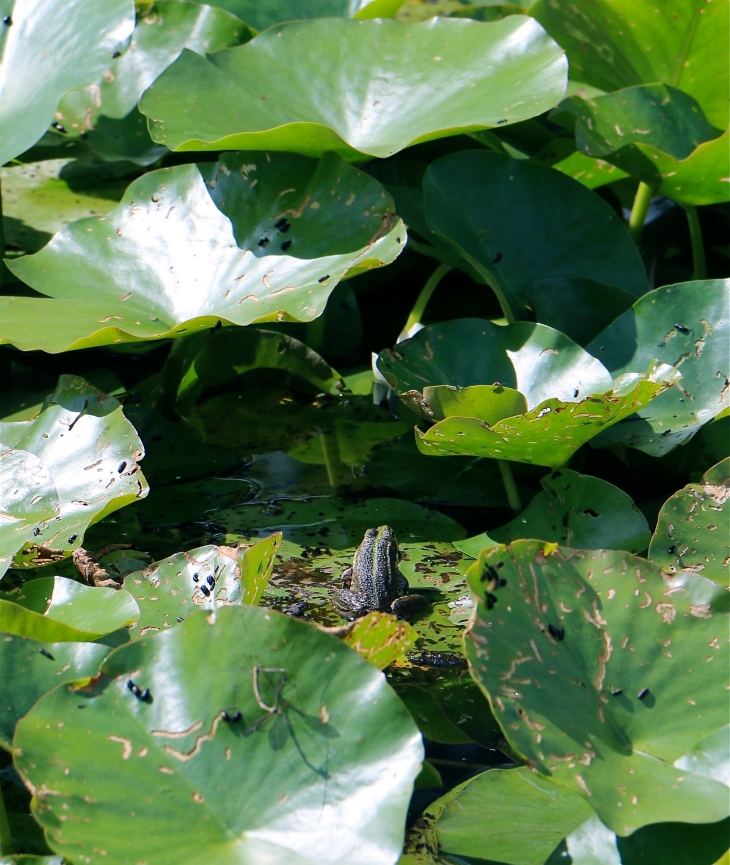 Dans le bassin de l'Abbaye. - Maillezais