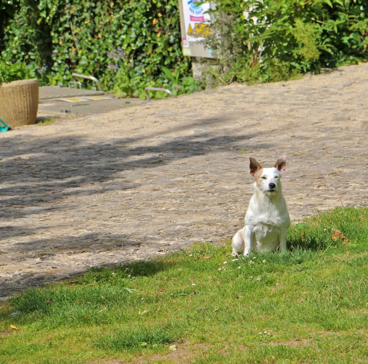 Un petit chien de Touriste. - Maillezais