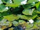 Photo suivante de Maillezais Dans le bassin de l'Abbaye.