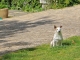 Photo suivante de Maillezais Un petit chien de Touriste.