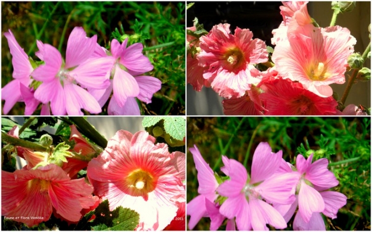 Quelques fleurs de Vendée - Mareuil-sur-Lay-Dissais