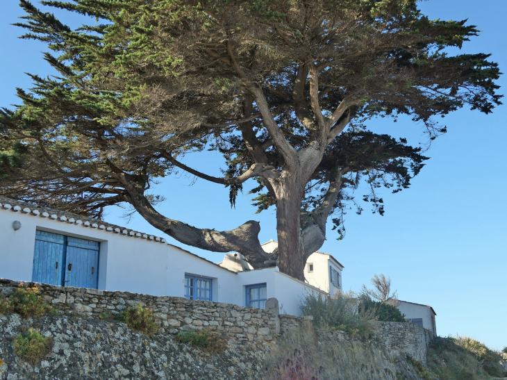 Le Vieil  : maison du village - Noirmoutier-en-l'Île