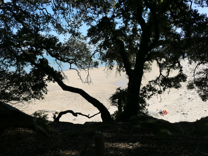 La plage des Dames vue du bois de la Chaise - Noirmoutier-en-l'Île