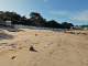 Photo précédente de Noirmoutier-en-l'Île la plage des Dames : le bois de la Chaise