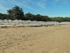 le bois de la Chaise vu de la plage des Dames