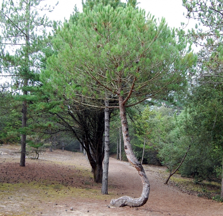 La forêt de Notre Dame  - Notre-Dame-de-Monts