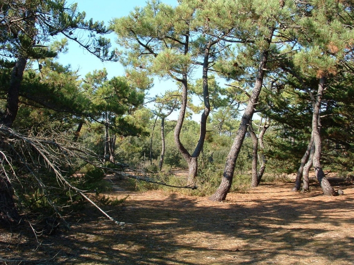 Forêt domaniale - Saint-Gilles-Croix-de-Vie