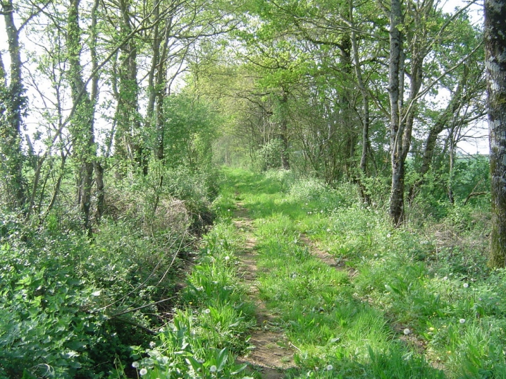 Sentier pedestre - Saint-Sulpice-en-Pareds