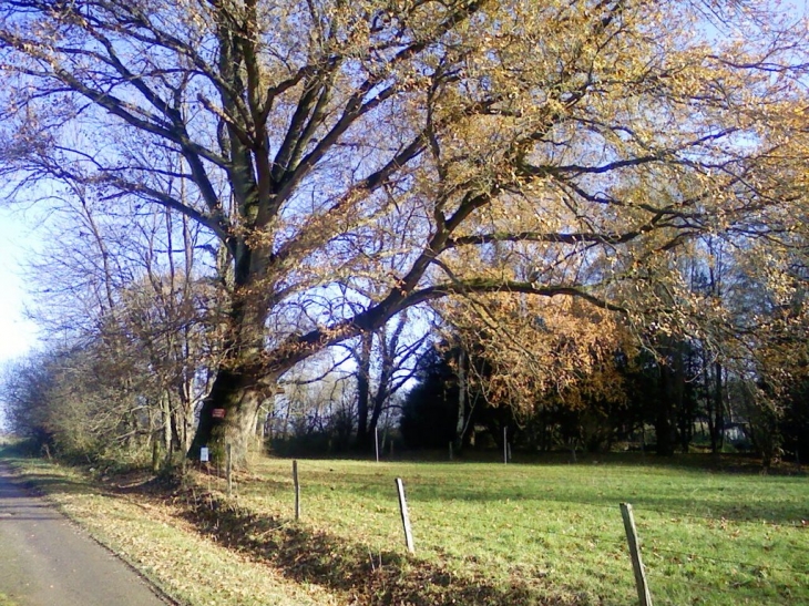 Le plus ancien chêne de Bezu le guery - Bézu-le-Guéry