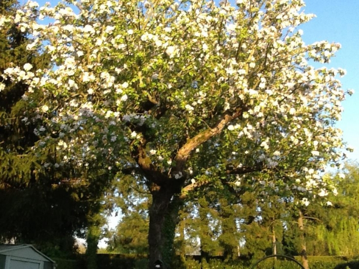 Les pommiers sont en fleurs... - Buire