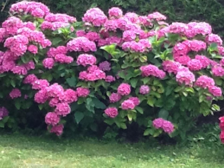 Les hortensias croulent sous les fleurs... - Buire