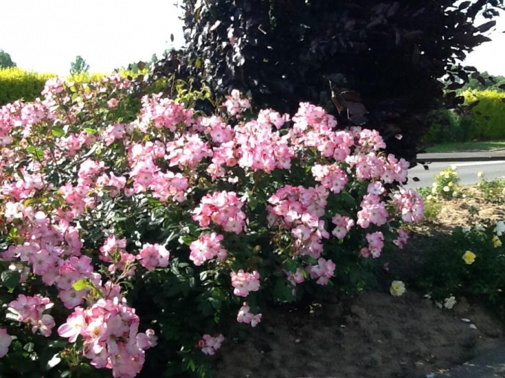 Rosiers de notre jolie commune - Buire