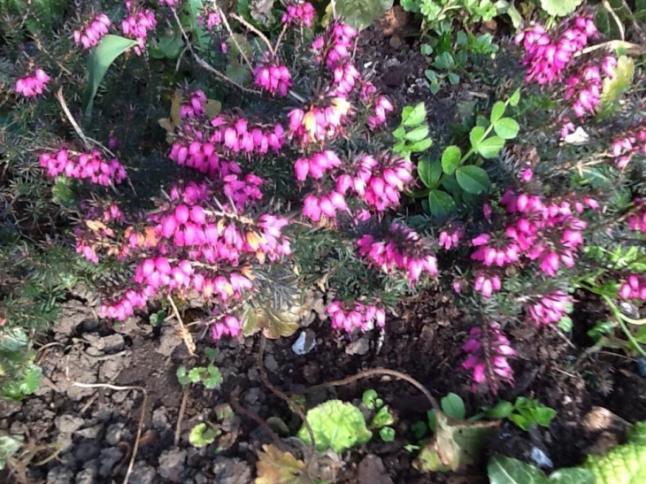 Les bruyères sont en fleurs à Buire...