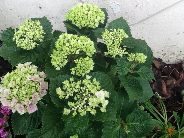 Variété blanche d'hortensias  - Buire