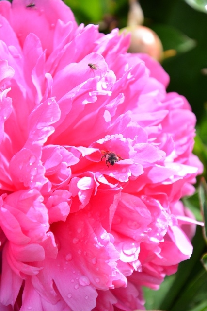 Pivoine de printemps - Buire