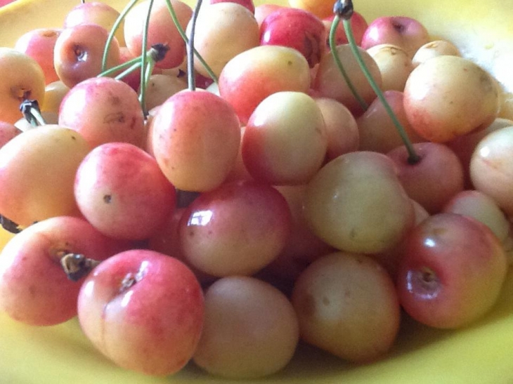 Première cerises de notre Maire - Buire