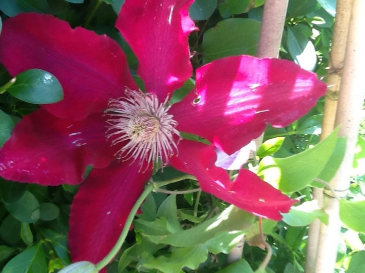 Clematites - Buire