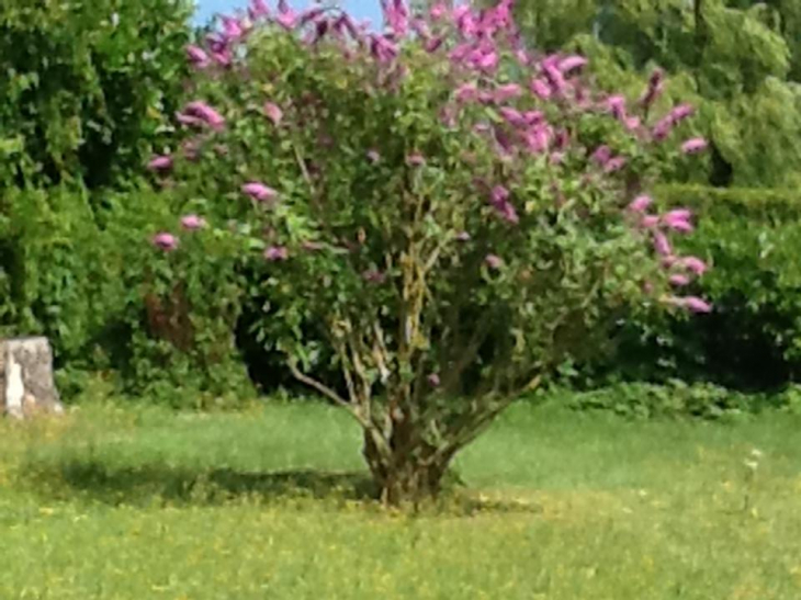 Arbre à papillons - Buire