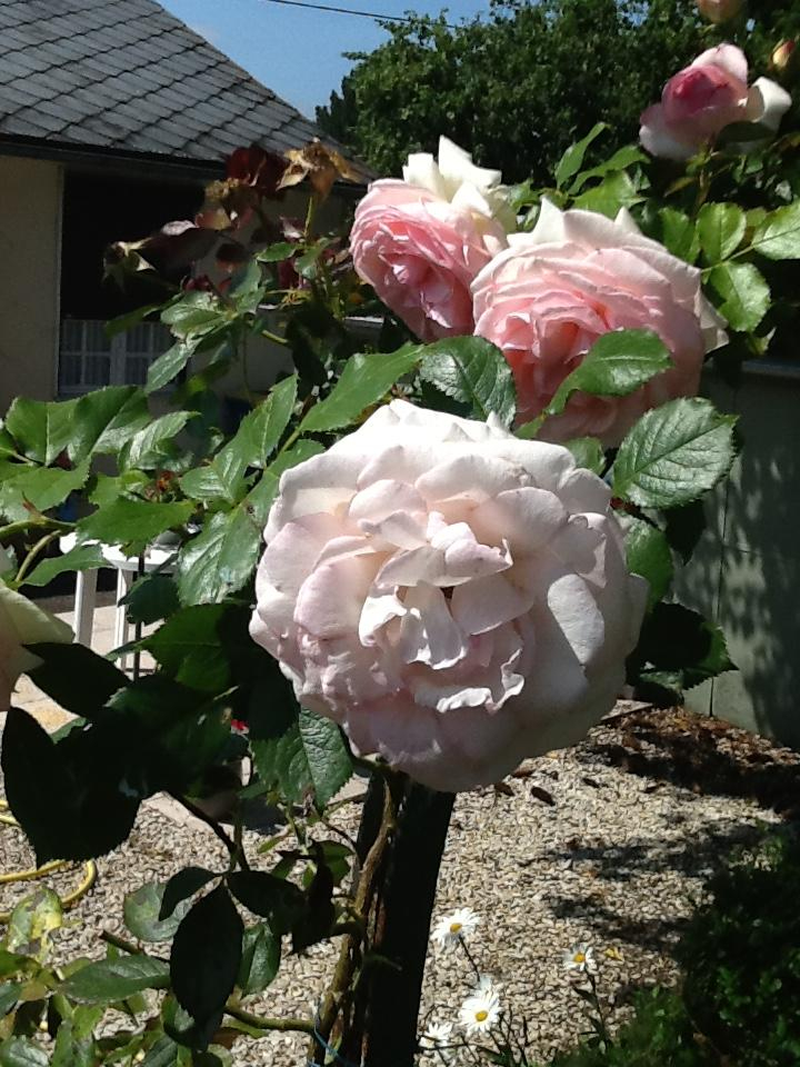 Roses Pierre de Ronsard - Buire