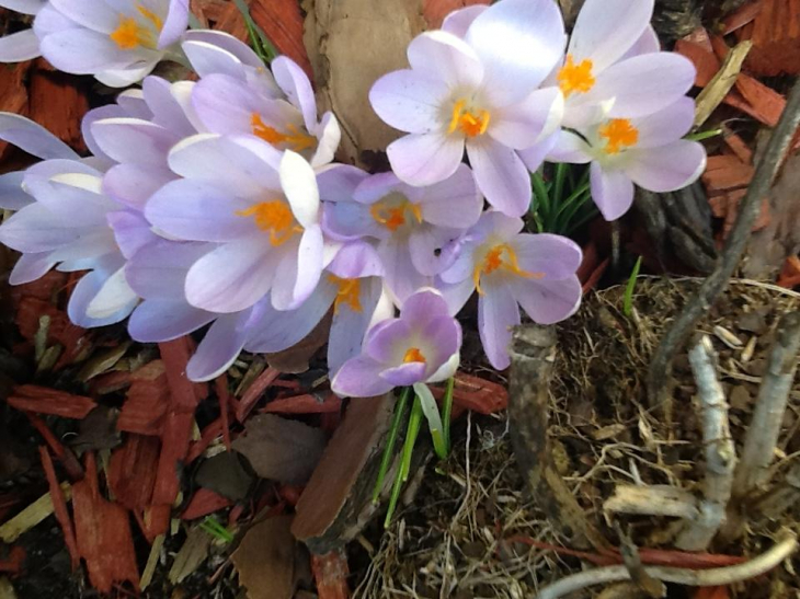 Premiers crocus... - Buire