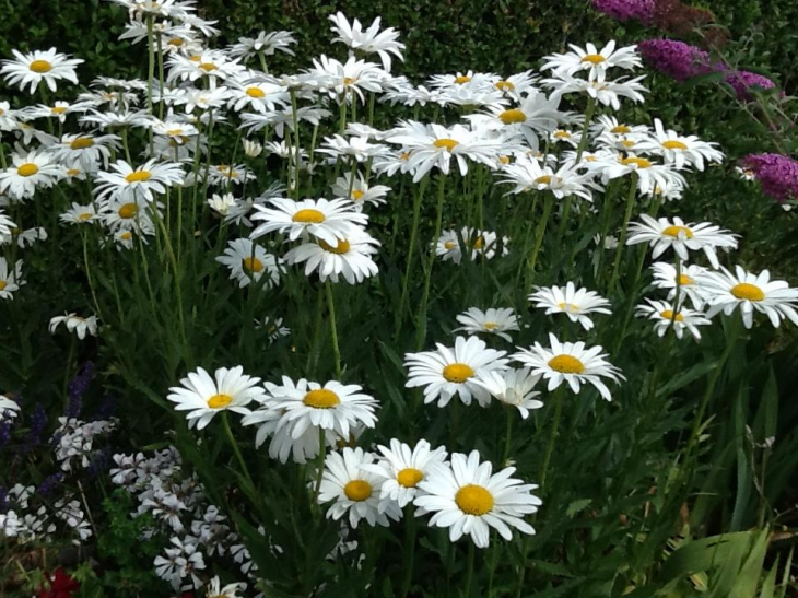 Marguerites en fleurs... - Buire