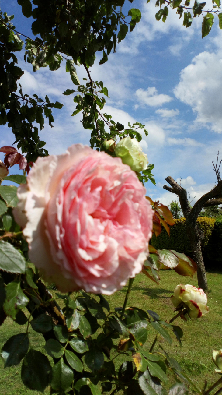 Rosier de Picardie - Buire