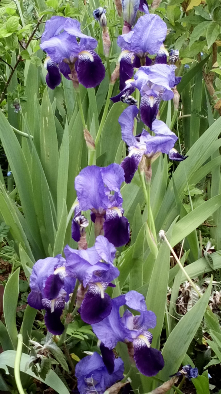 Iris de la commune - Buire