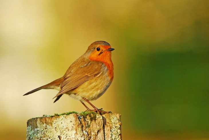 Rouge gorge à Chierry