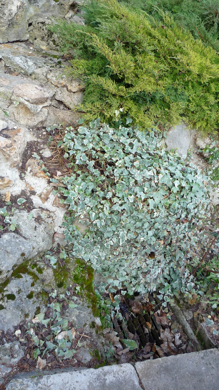 Verdure à Crouttes/Marne...by Walkat, Valérie Lecomte - Crouttes-sur-Marne