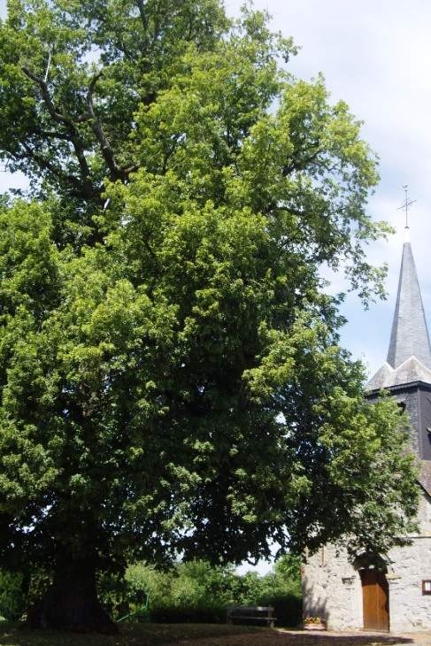 Le chêne devant l'église - Effry