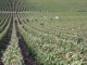 Photo précédente de Gland vendanges 2009