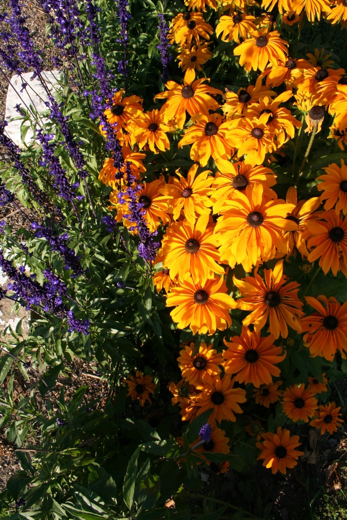 Les fleurs été 2007 - La Neuville-Bosmont